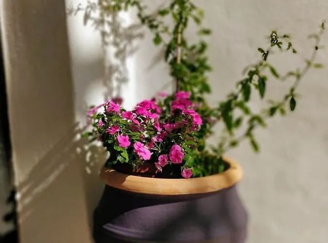 Lägenhet Old Port - Bellavista Chania (Crete)